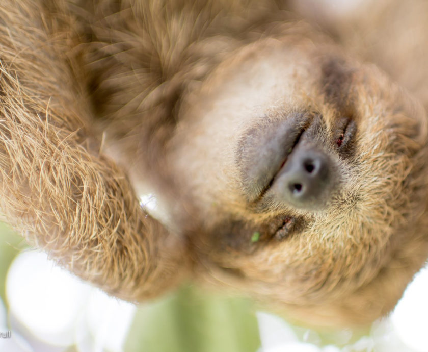 3 fingered sloth face scratching