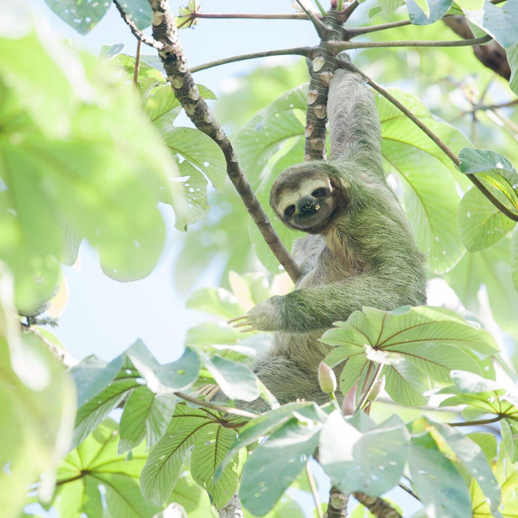 A sloth eating guarumo