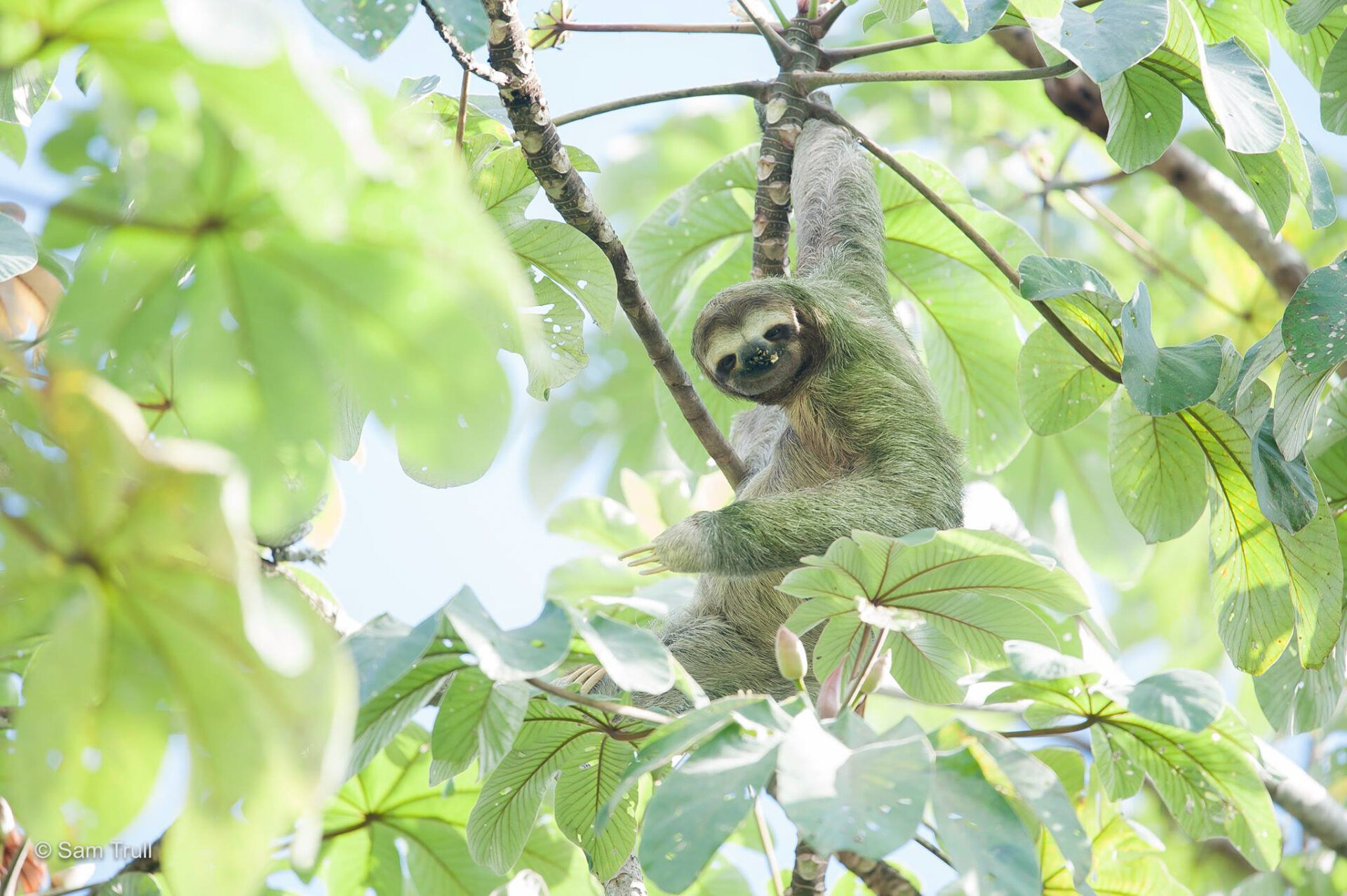 A sloth eating guarumo