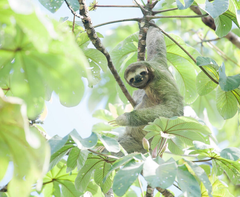 A sloth eating guarumo