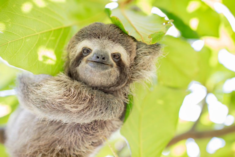 Sloth Animal Check In Sloth World Report: Animal Welfare Findings and Neocropsy Analysis ...