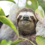 Happy International Sloth Day