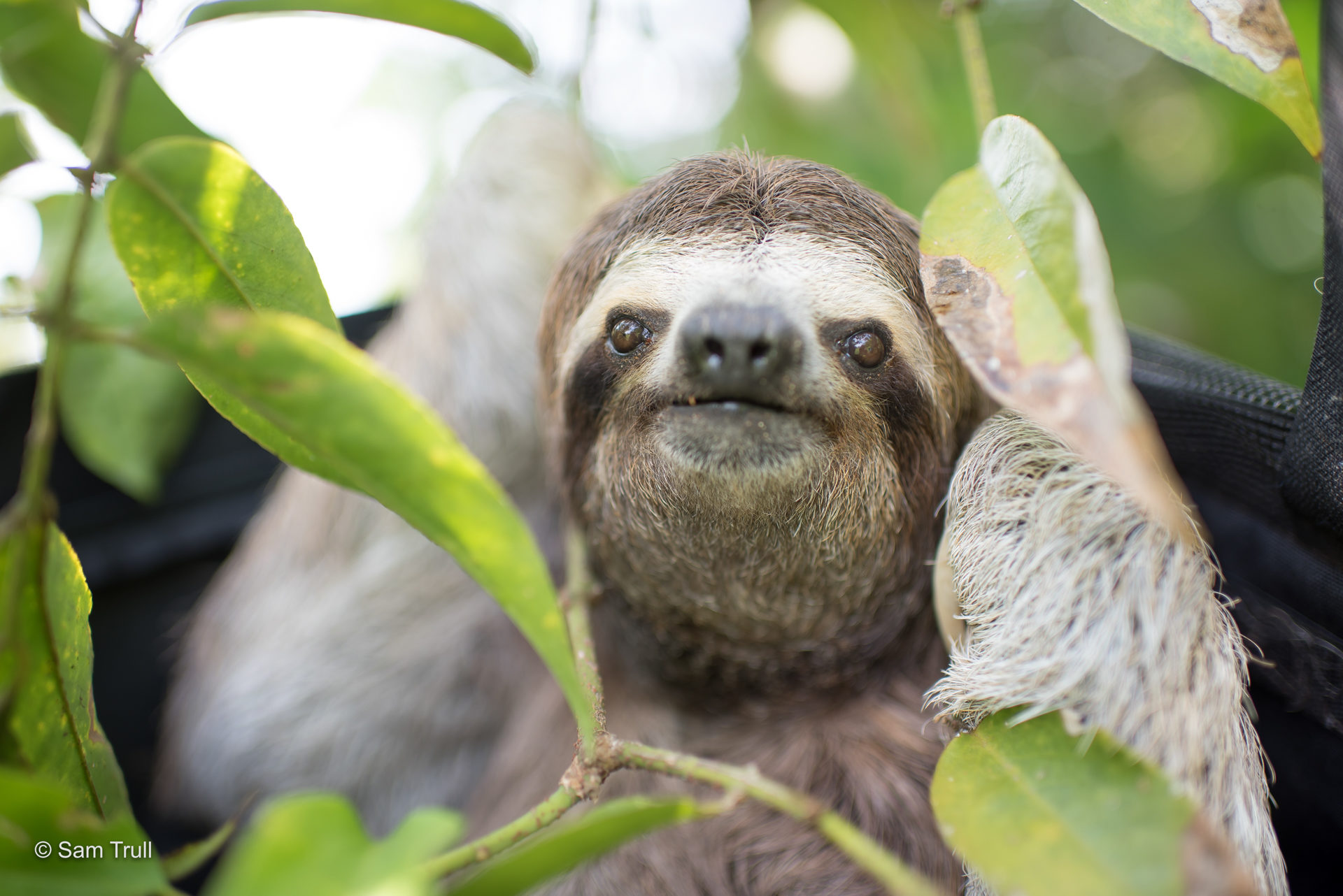 A sloth looking out of the kennel