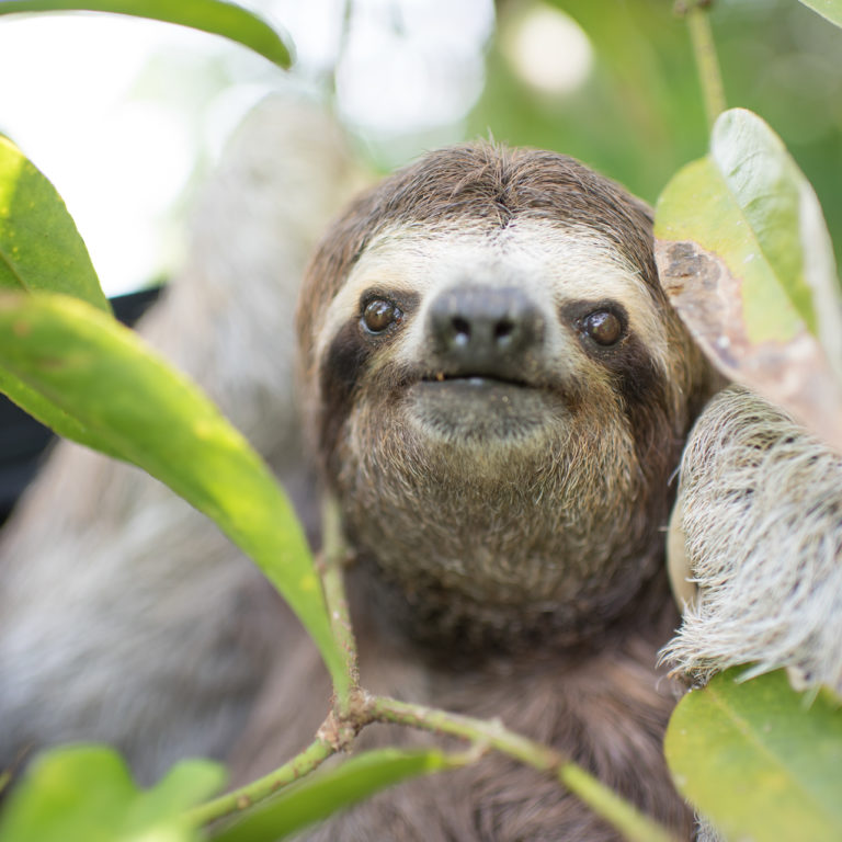 A sloth looking out of the kennel