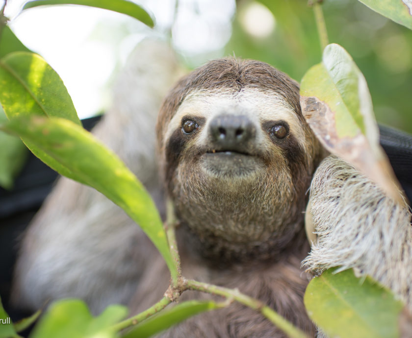 A sloth looking out of the kennel