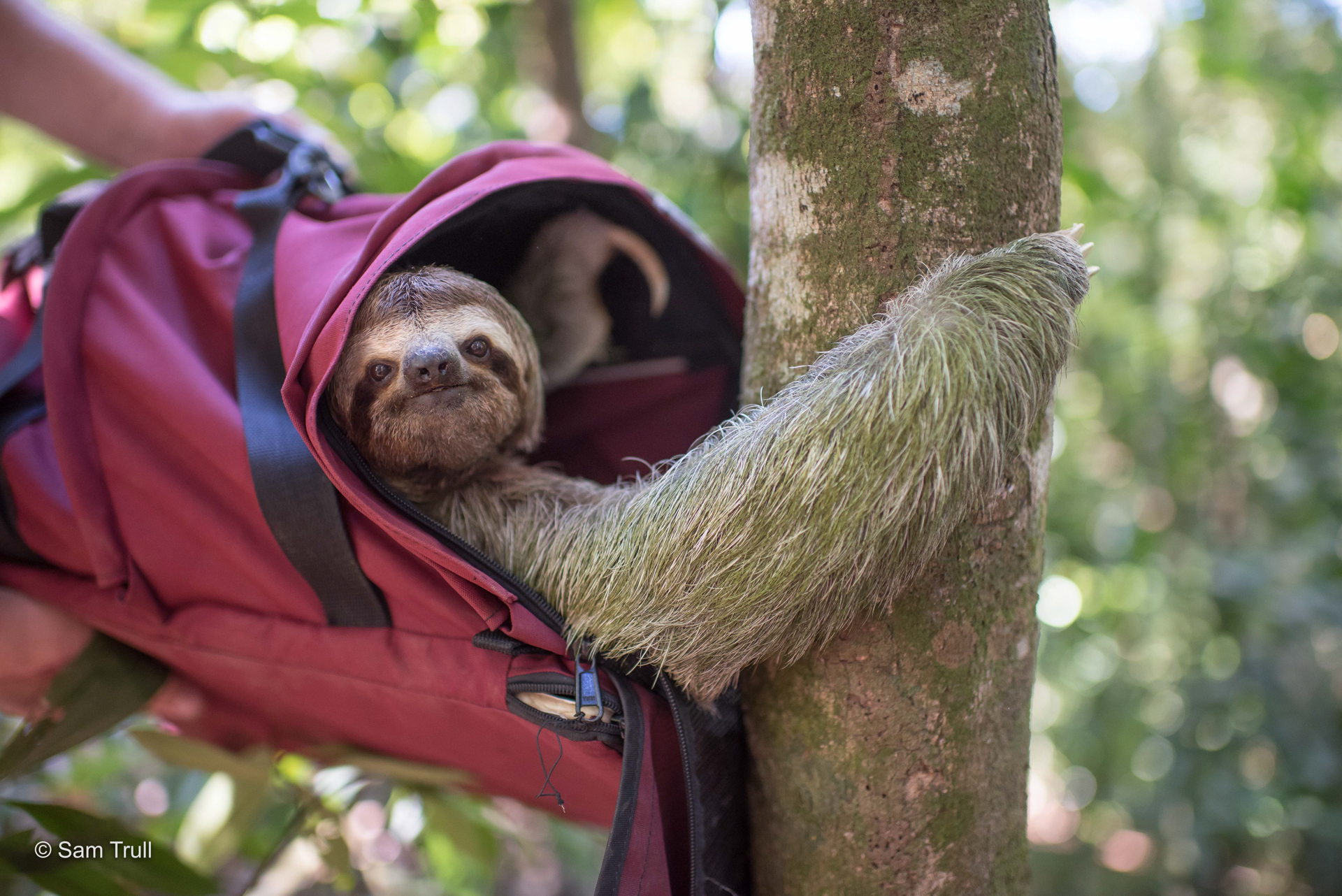 A three-fingered sloth being released after going through our rescue, rehab, release program.