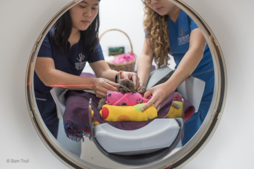 CT scan on a baby sloth