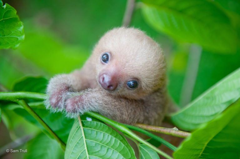 Can Sloths Swim: One of the Rainforest’s Most Surprising Adaptations ...