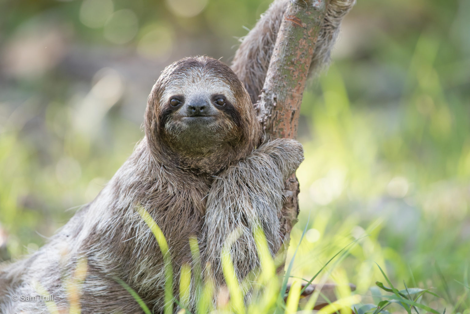 Sloth Science The Sloth Institute Sloth Science The Sloth Institute