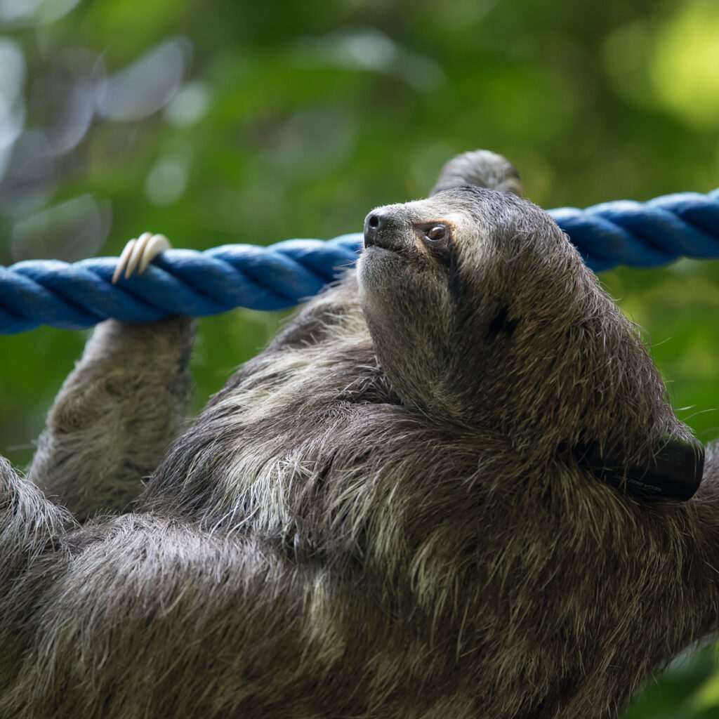 MB on a Sloth Speedway
