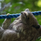 Costa Rica’s New Wildlife Crossing Law: What It Means for Sloths