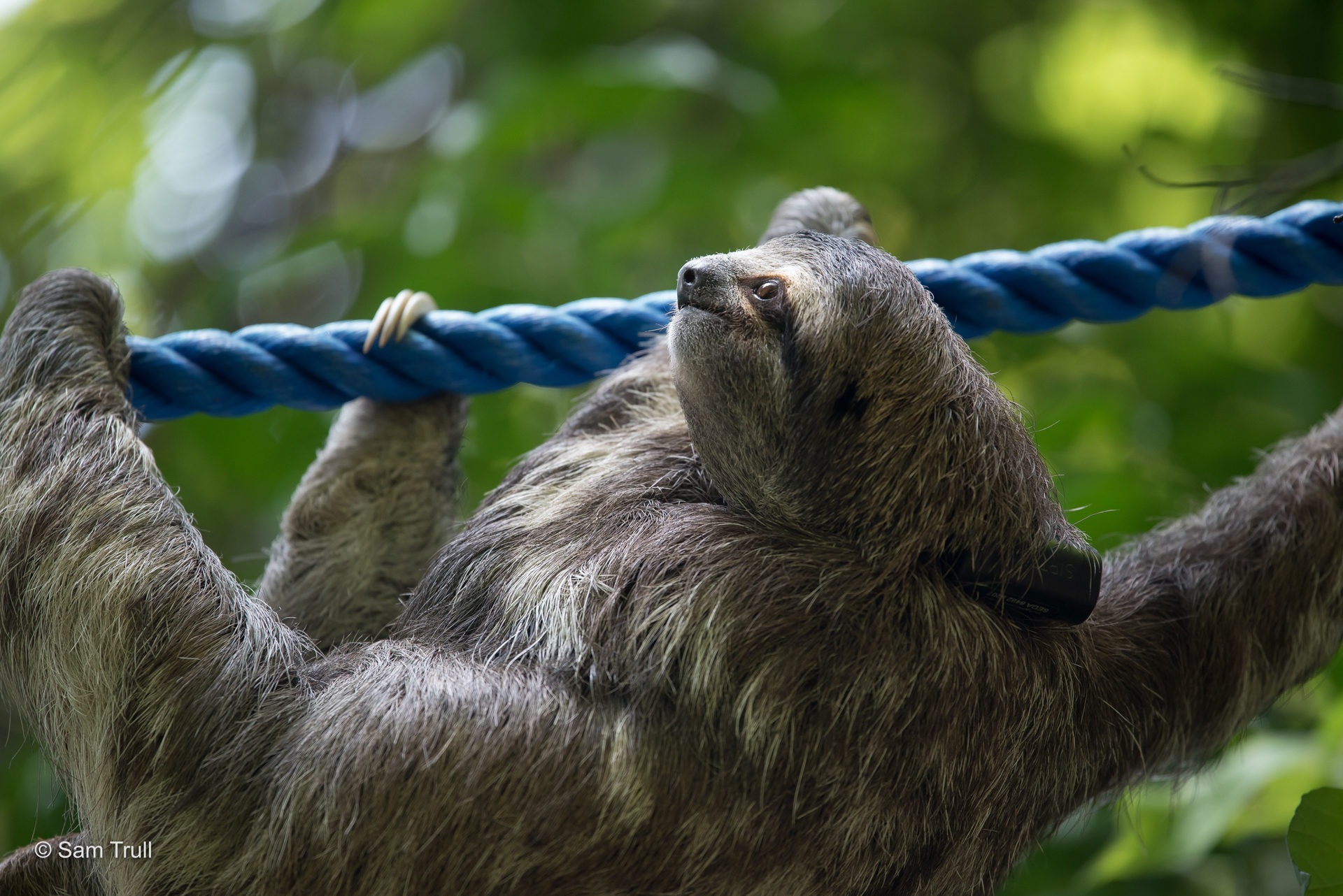 MB on a Sloth Speedway