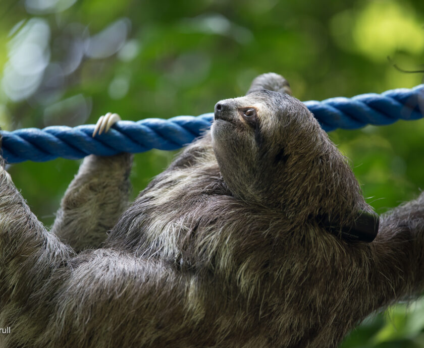 MB on a Sloth Speedway