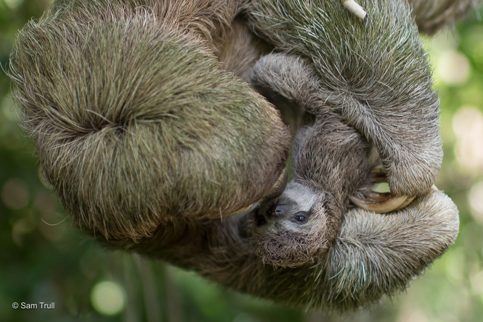 Why Do Sloths Have Algae in Their Fur? Inside the Tiny Ecosystem Living ...