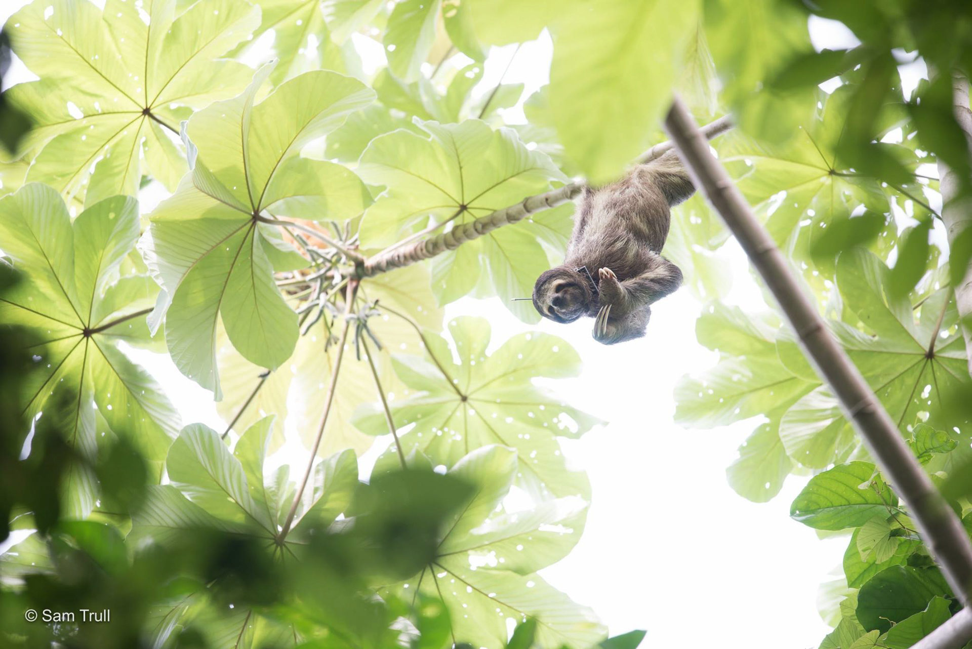 Monster the sloth in a guarumo scratching