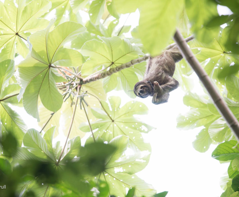 Monster the sloth in a guarumo scratching