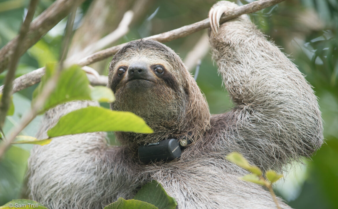Poca the sloth enjoying her freedom