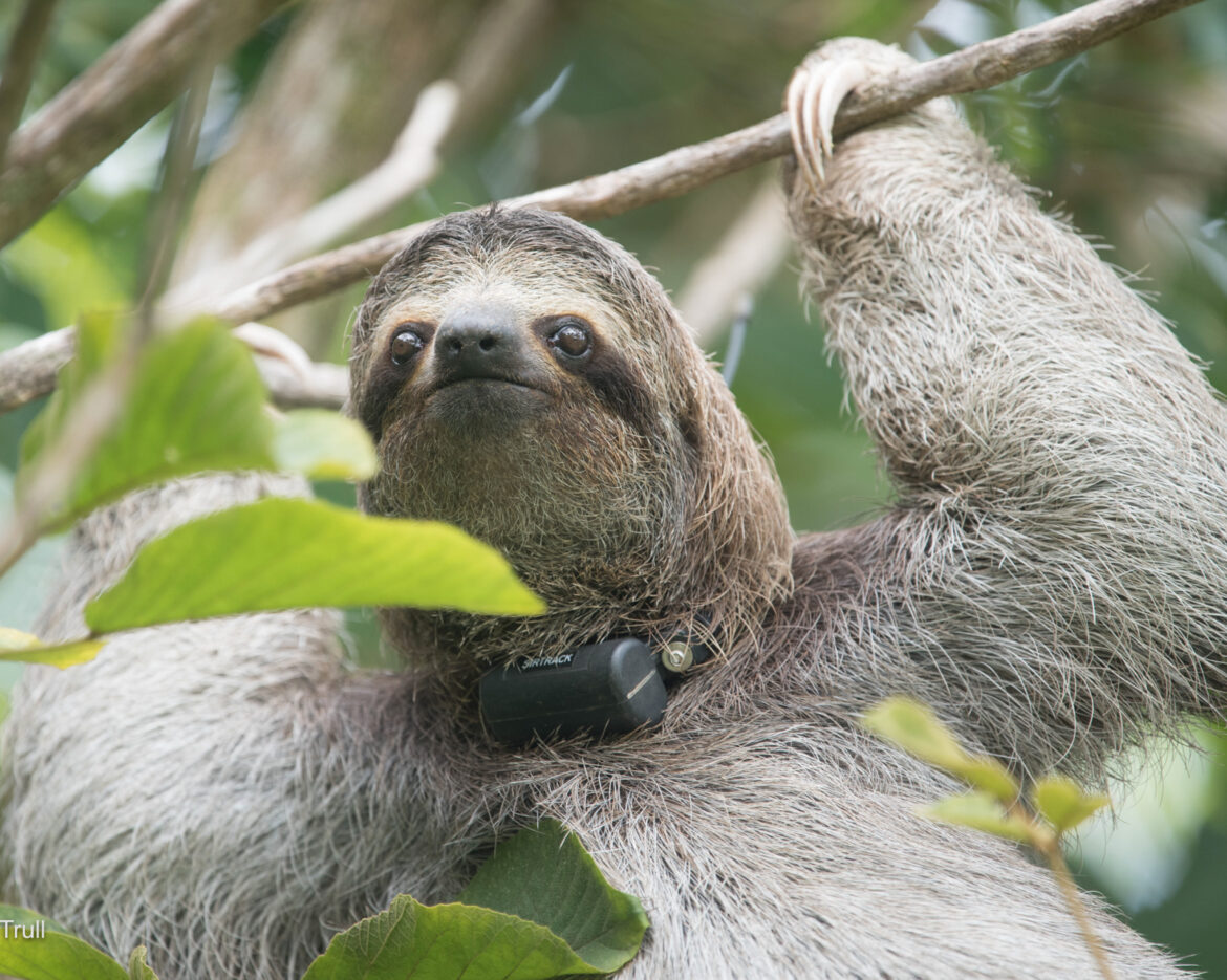 Poca the sloth enjoying her freedom