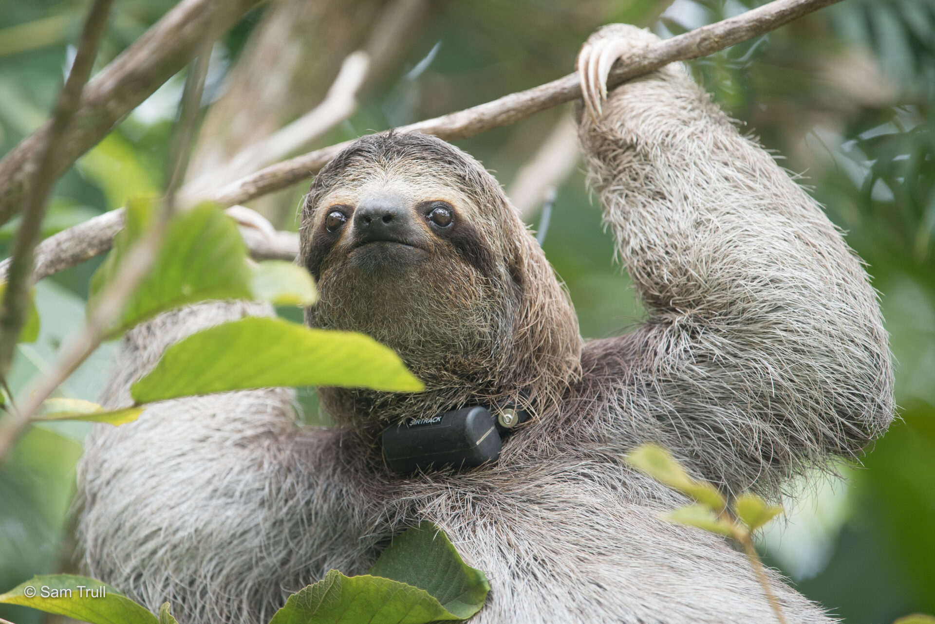 Poca the sloth enjoying her freedom