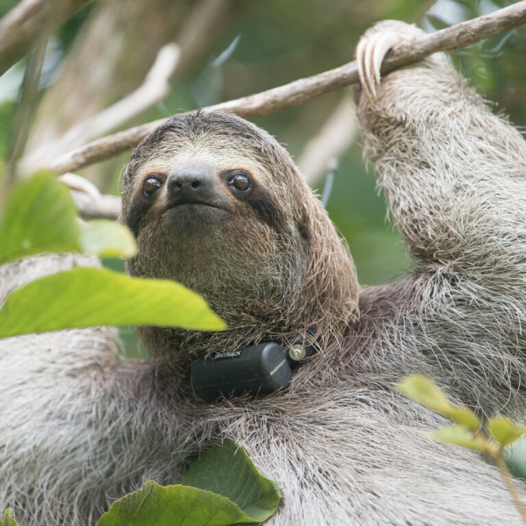 Poca the sloth enjoying her freedom