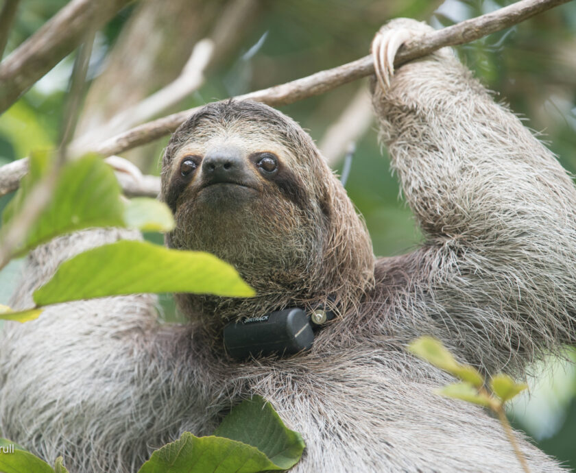 Poca the sloth enjoying her freedom