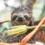 Why Do Sloths Have Algae in Their Fur? Inside the Tiny Ecosystem Living on a Sloth