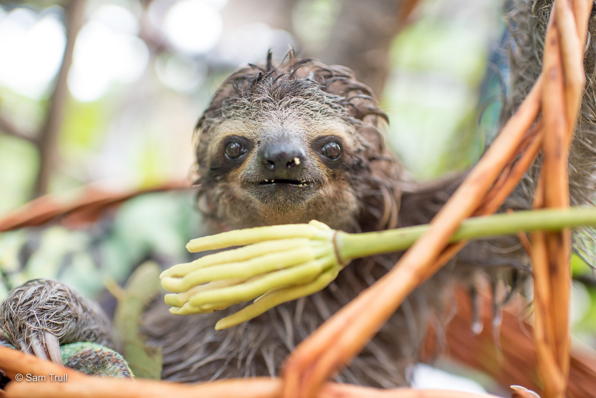 Rainy snack for poca the sloth