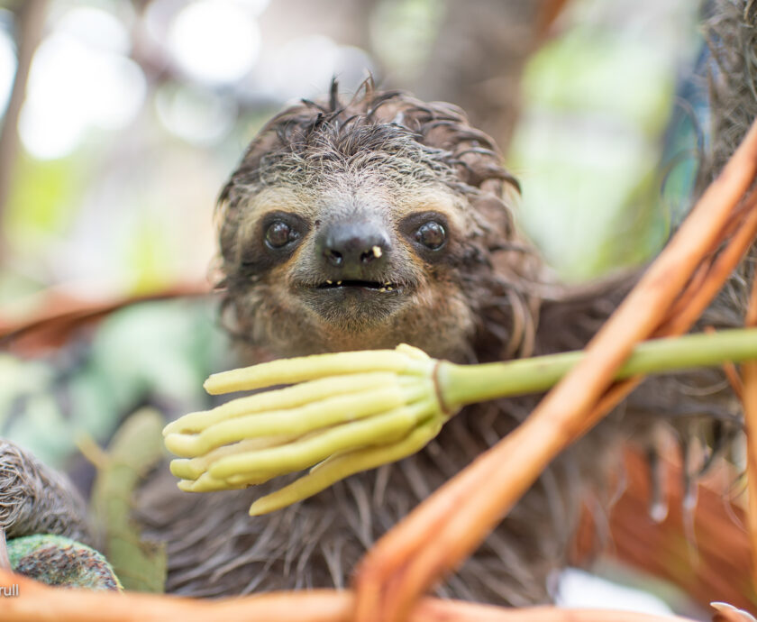 Rainy snack for poca the sloth