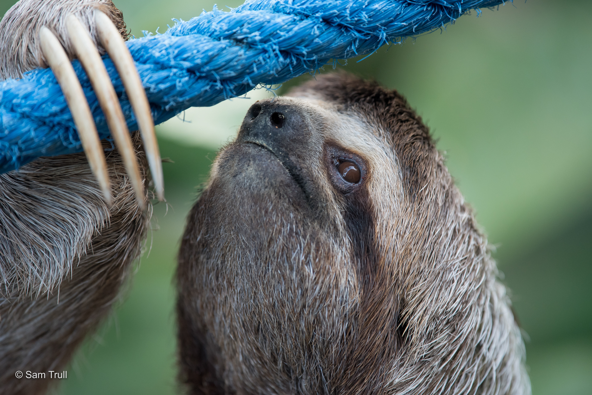Raspberry the sloth climbing on a sloth speedway