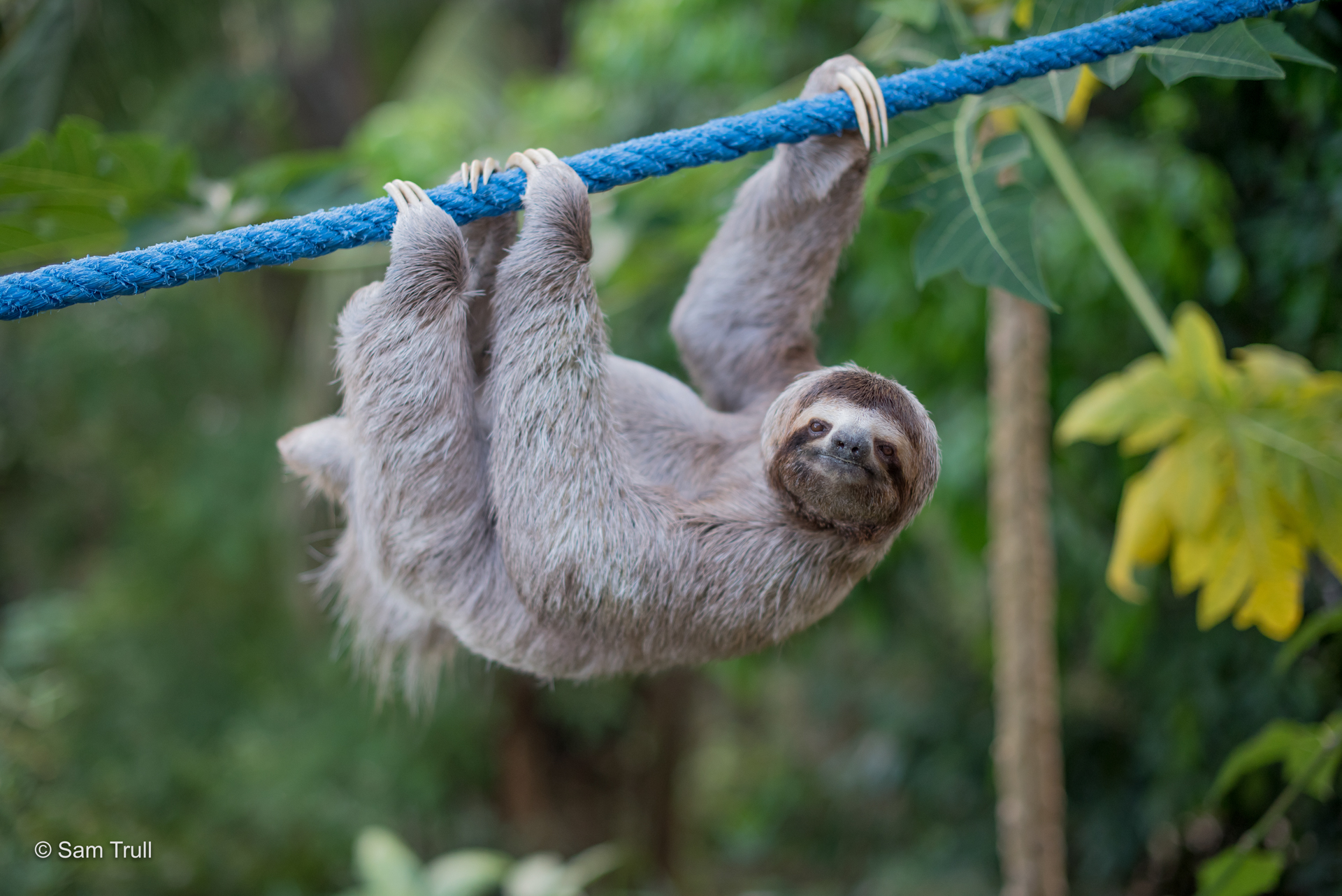 Raspberry on a sloth speedway