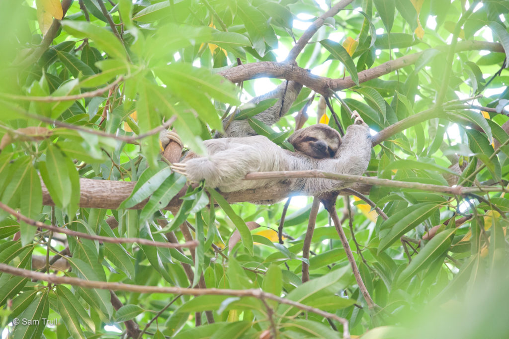 sloth resting in a tree looking relaxed