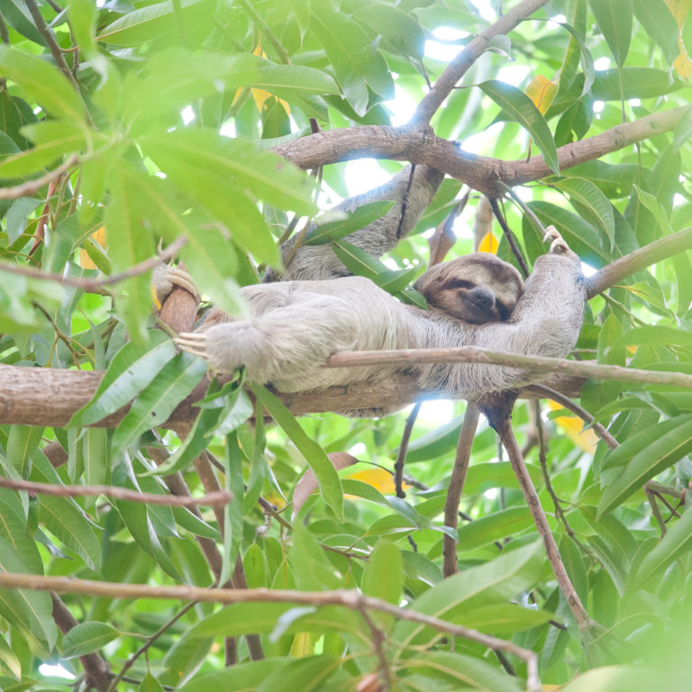 A sloth relaxing in the trees