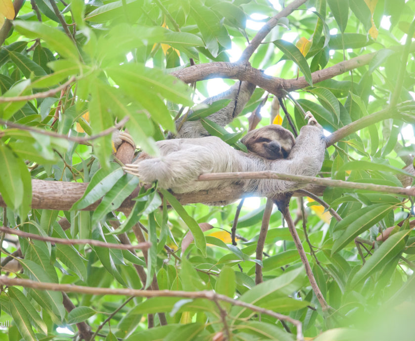 A sloth relaxing in the trees