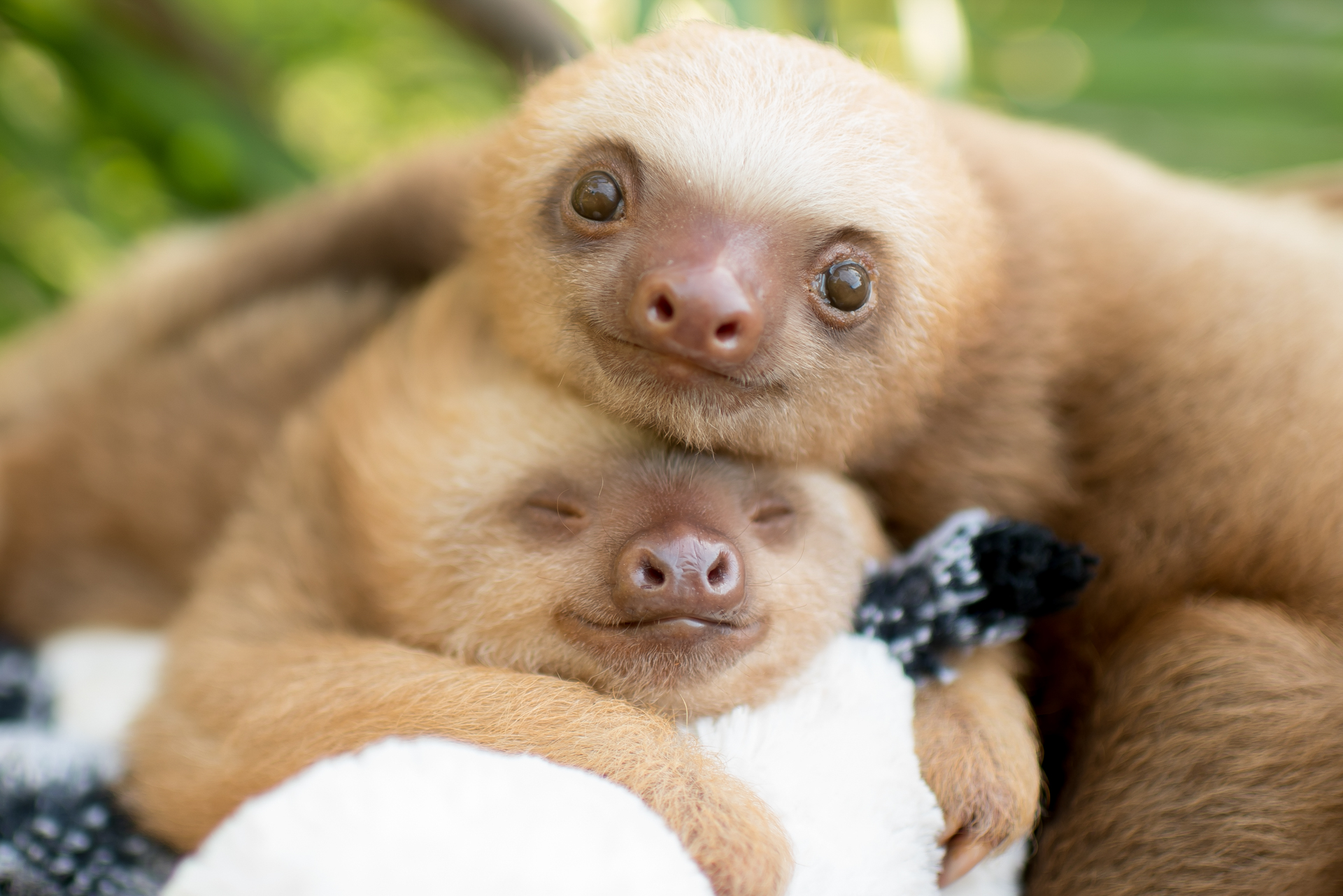 Can Sloths Swim One Of The Rainforest s Most Surprising Adaptations Can Sloths Swim One Of The Rainforest s Most Surprising Adaptations