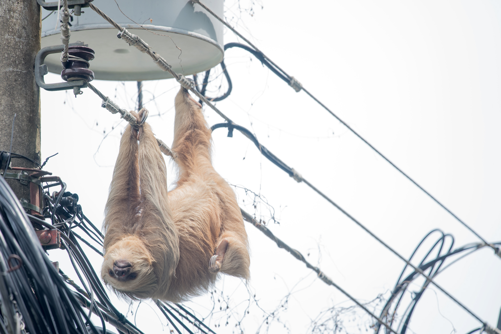 Dead sloth hanging from the electric wires