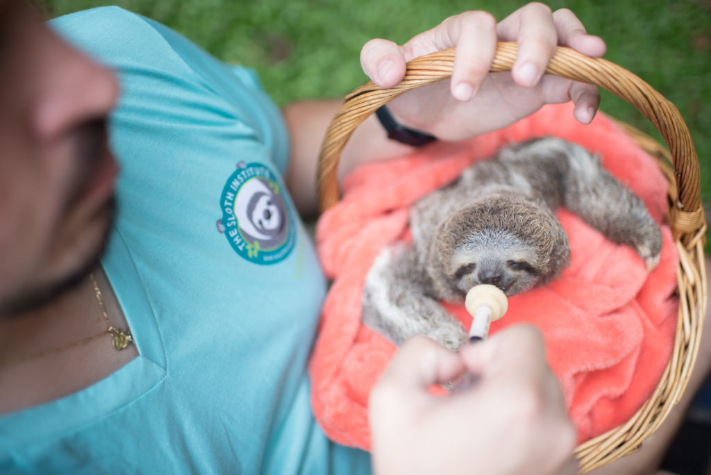 Adopt-A-Sloth Grogu being fed milk
