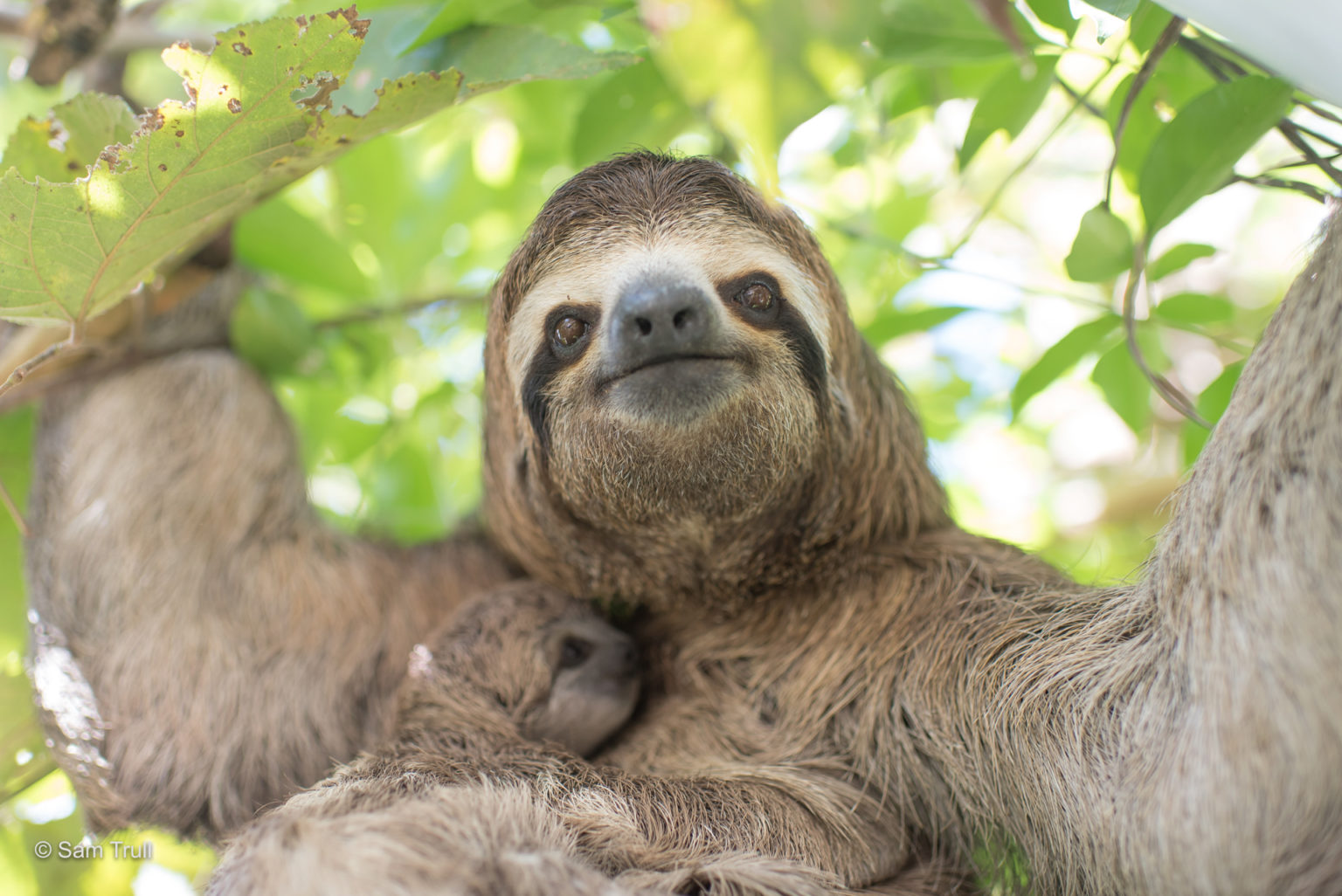Audolt Sloth How Many Species of Sloths Are There? A Complete Guide - The Sloth ...