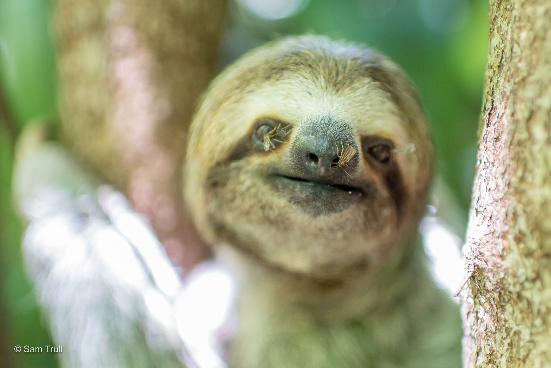 sloth moths on a three-fingered sloth