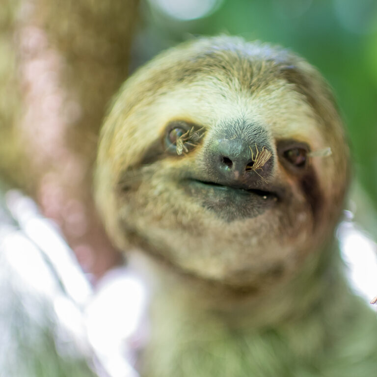 sloth moths on a three-fingered sloth