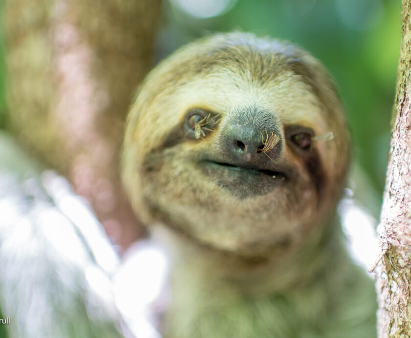 sloth moths on a three-fingered sloth