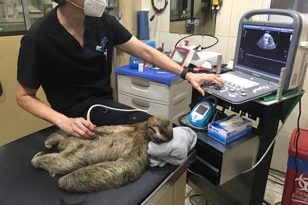 A three-fingered sloth getting an ultrasound