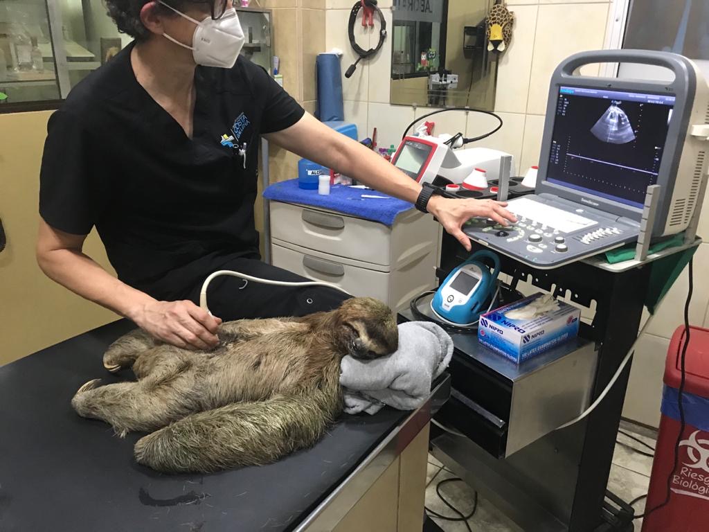 A three-fingered sloth getting an ultrasound