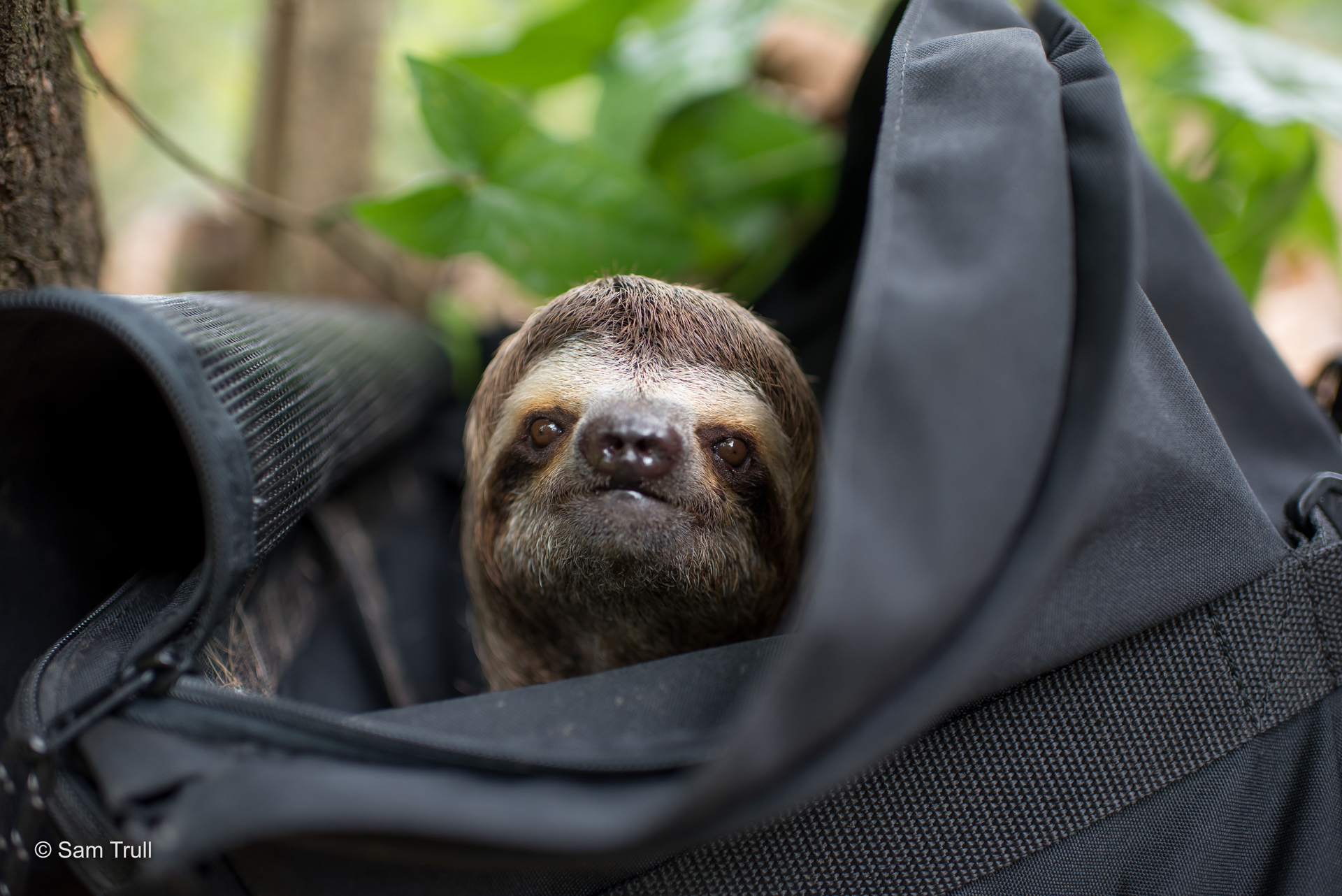 Three fingered sloth male release