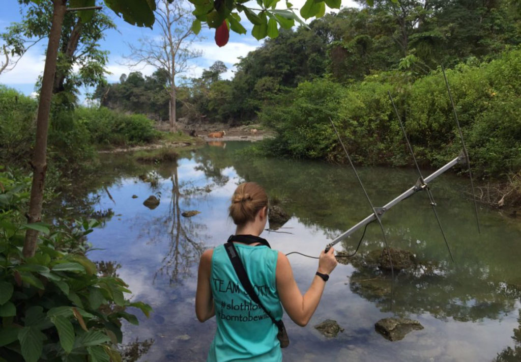 Tracking sloths in the jungle