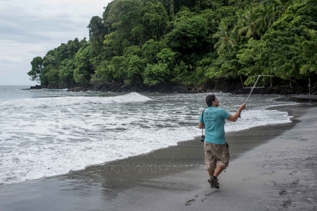 Tracking sloths at the beach