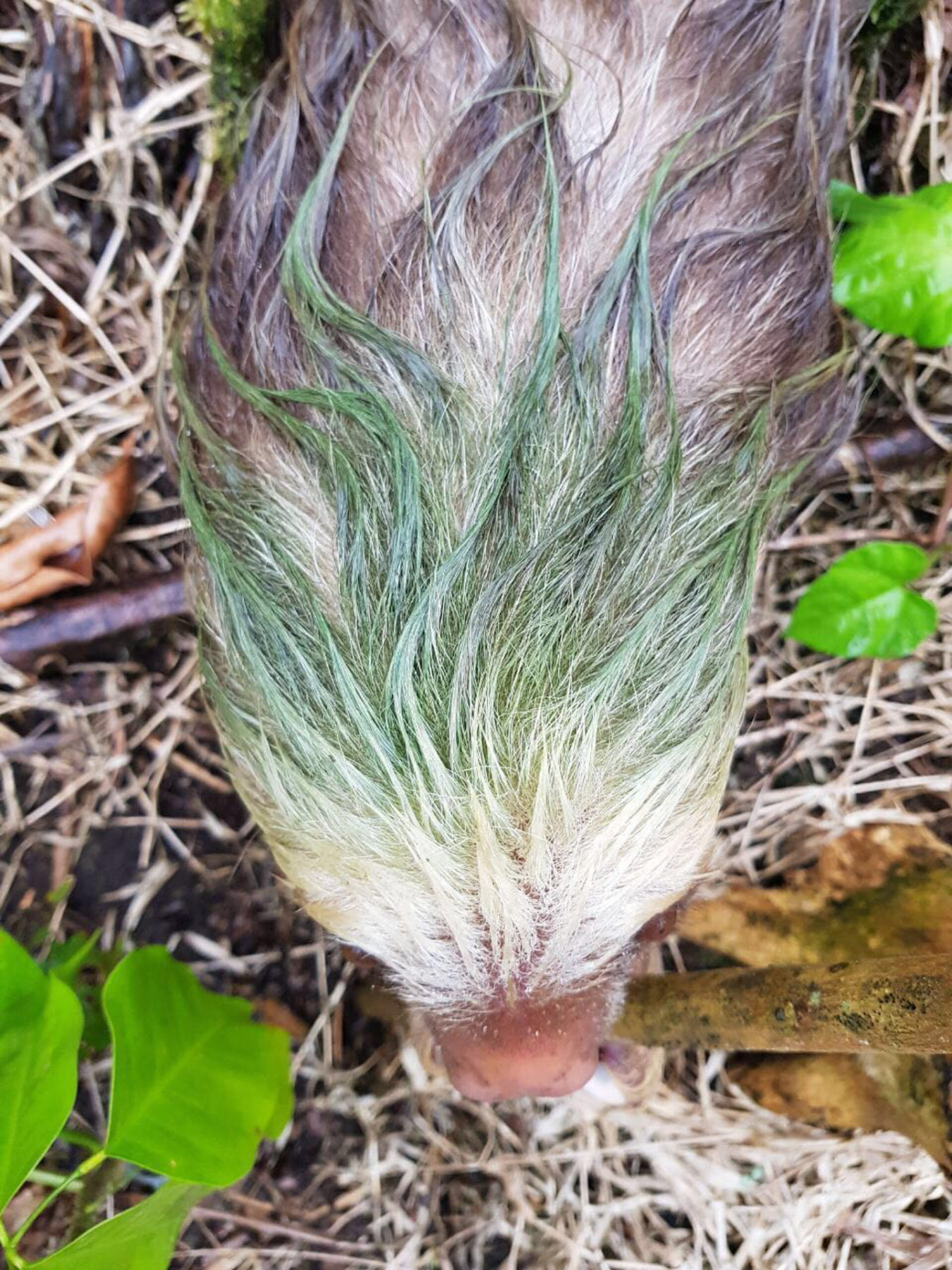 Green algae in sloth hair