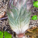 On the move: sloths and their epibionts as model mobile ecosystems