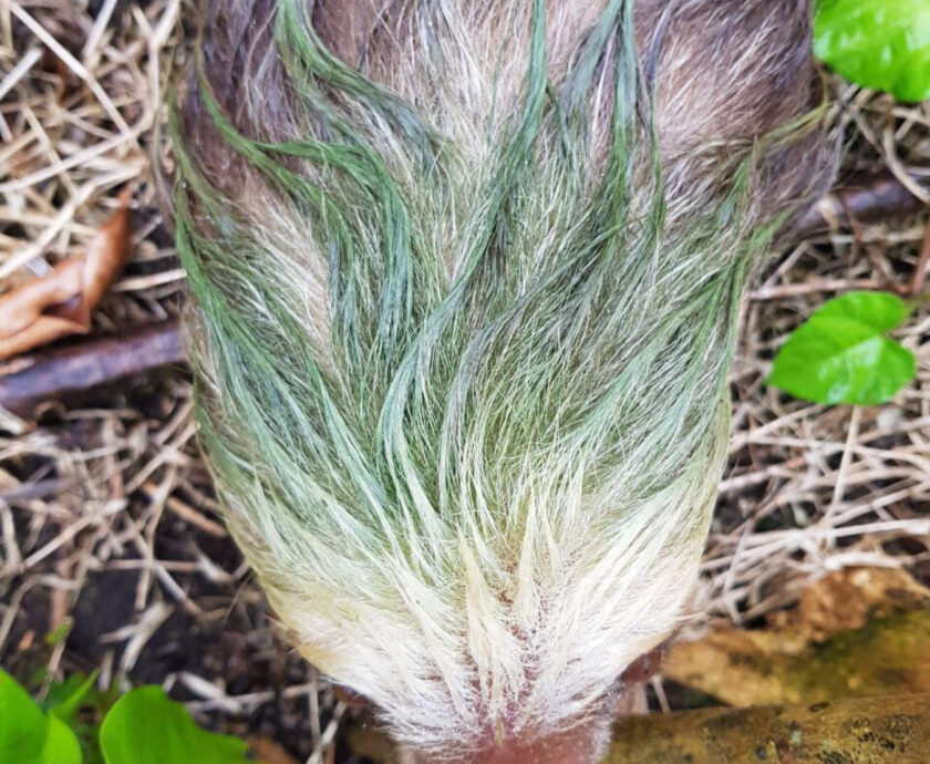 Green algae in sloth hair