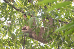two-fingered sloth hiding