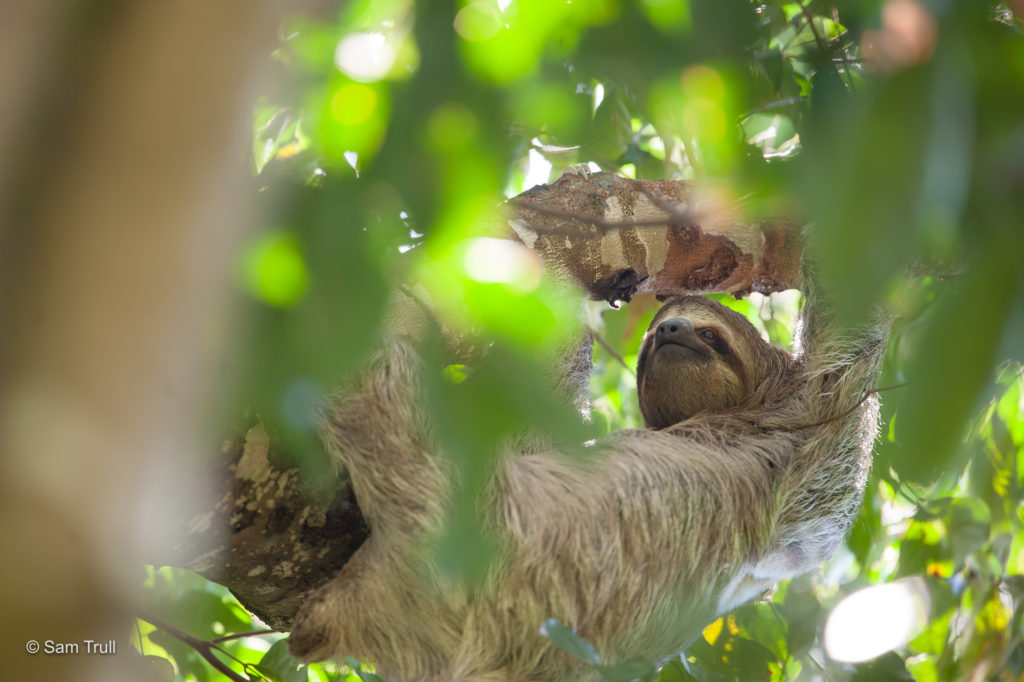 three-fingered sloth climbing down